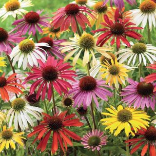 Coneflower Mix Thumbnail